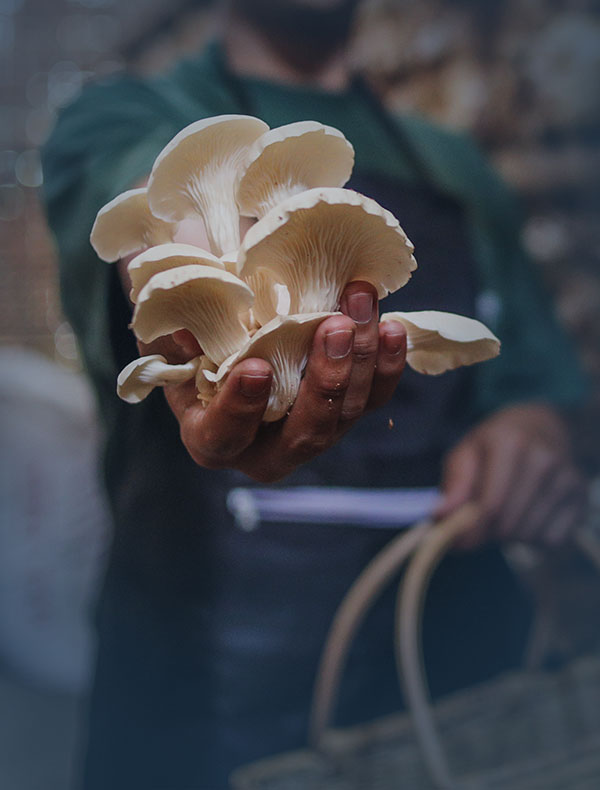 Oyster Mushroom production