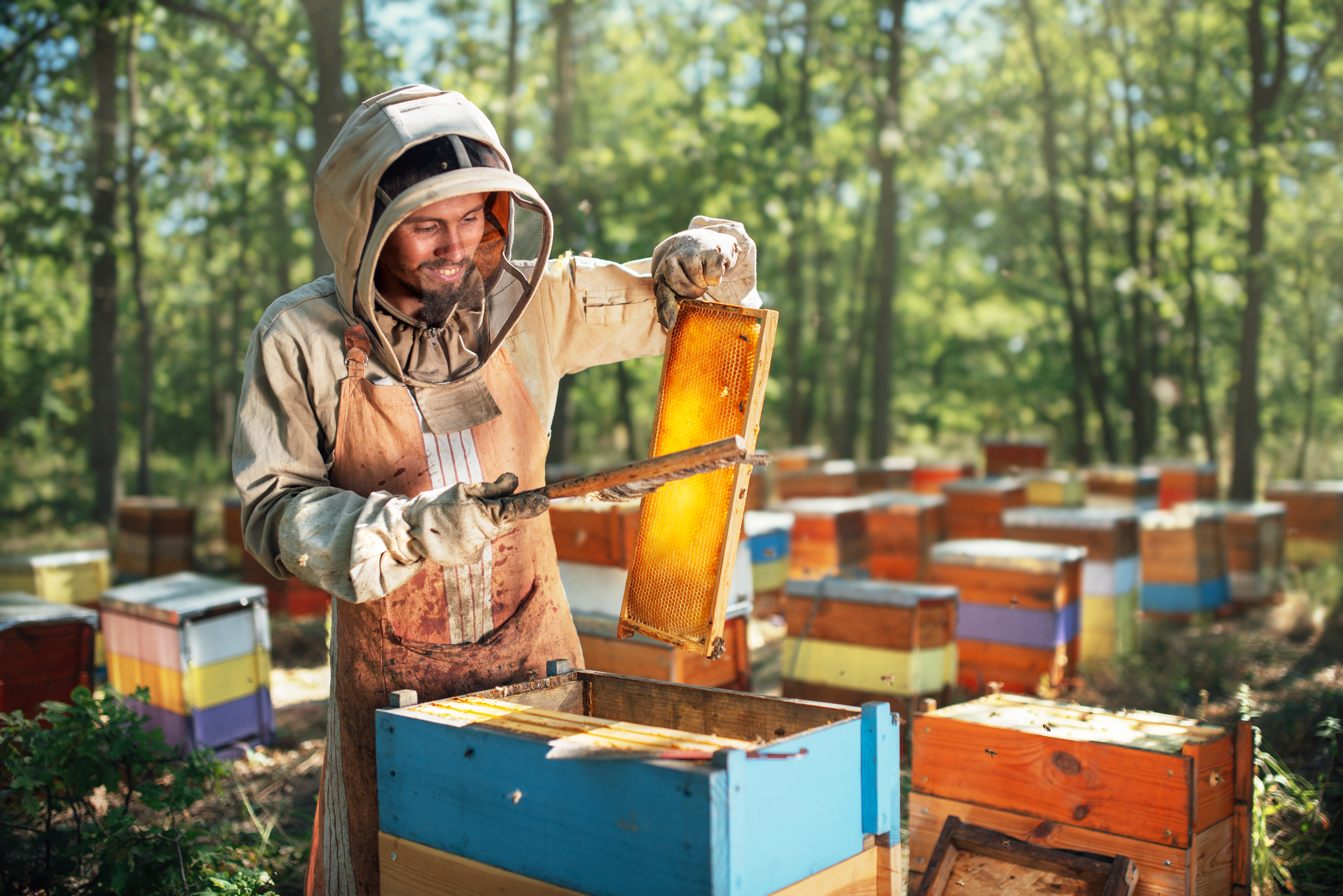 HONEY HIVES AND PRODUCTION 